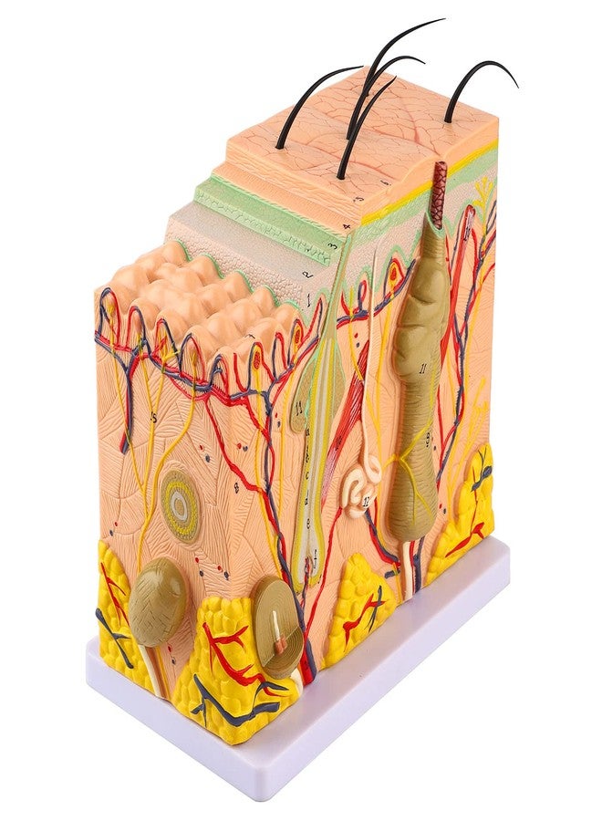 Asixxsix Skin Model, 50X Enlarged Anatomical Model Anatomy 3D Human Skin Magnified Tissue Structure Model with Hair for Science Classroom Learning Teaching Display Medical Skin Marking - Image 5